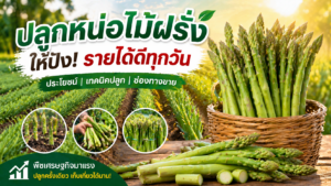 ปลูกหน่อไม้ฝรั่งให้ปัง! เจาะลึกประโยชน์ + เทคนิคปลูก + ช่องทางขายสร้างรายได้