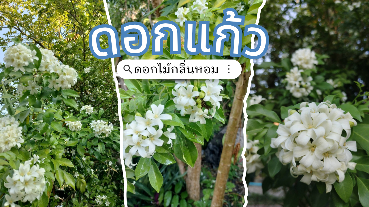 เสน่ห์สีขาวบริสุทธิ์ของดอกแก้วที่ใครก็หลงรัก