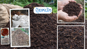 สูตรหมักปุ๋ยคอกเพื่อผลิตปุ๋ยหมักคุณภาพดี