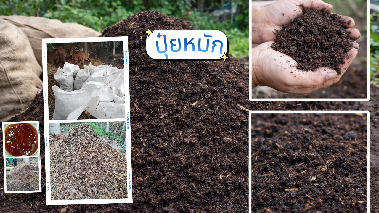 สูตรหมักปุ๋ยคอกเพื่อผลิตปุ๋ยหมักคุณภาพดี